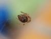 Parasteatoda sp.